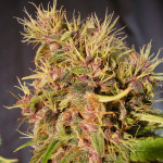Marijuana Flower Bud Shot Gallery