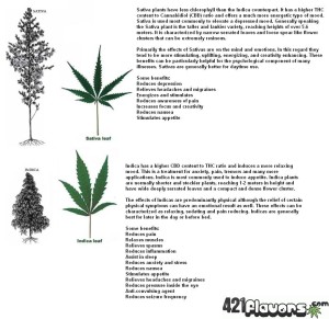 difference-btwn-sativa-indica
