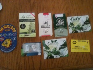 best marijuana seeds online