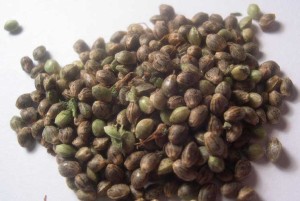 best marijuana seeds online