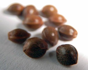 Healthy Cannabis Seeds