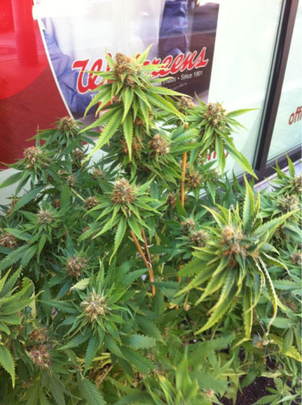 Marijuana plant growing in front of Walgreens in San Francisco
