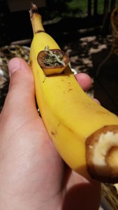 banana-bowl2